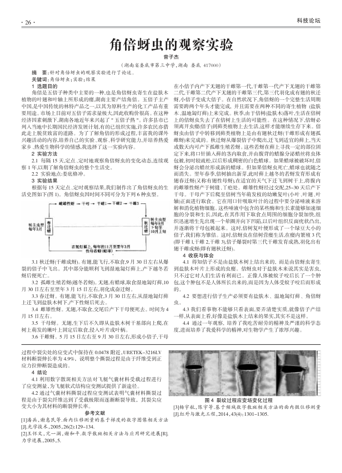角倍蚜虫的观察实验
