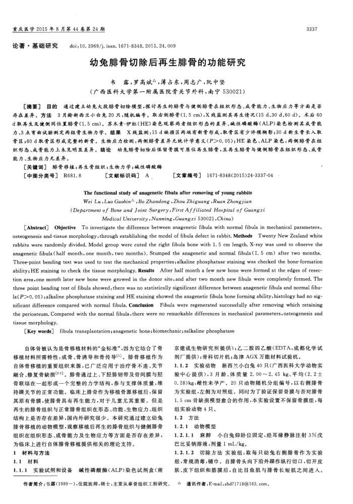 幼兔腓骨切除后再生腓骨的功能研究